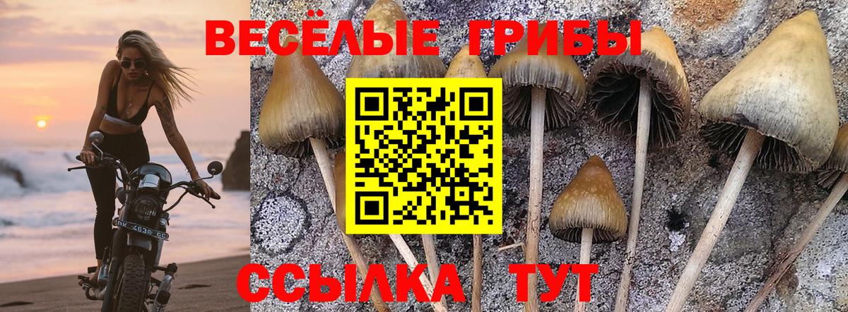 Солнечногорск  Галлюциногенные грибы Cubensis  Вход с VPN  хочу   Псилоцибиновые грибы GOLDEN TEACHER 